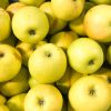 Sady Nebílovy - Jablka odrůda Sirius